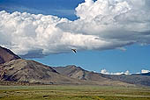 Ladakh - Tso-Kar lake, important for the  trans-Himalayan migratory birds. 